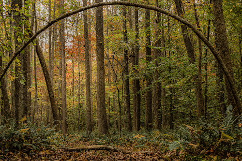 Archway 1 of 1 hdlihm