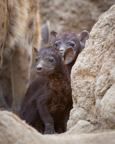 Scott kasden  k8i9917 2 hyena pups 1 yiqnte