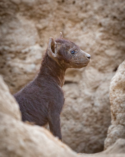 Scott kasden  k8i9934 1 hyena pup 1 cgzasp