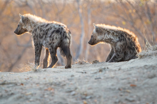 Scott kasden  k8i9976 2 hyena youths mvacac