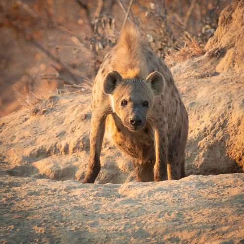 Scott kasden  k8i9987 pregnant hyena ea4iwi