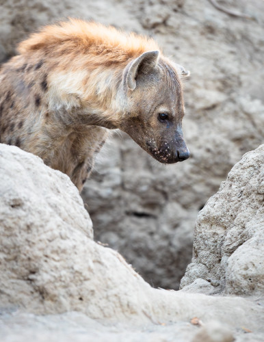 Scott kasden k8i9770 1 hyena 1 wytzrq