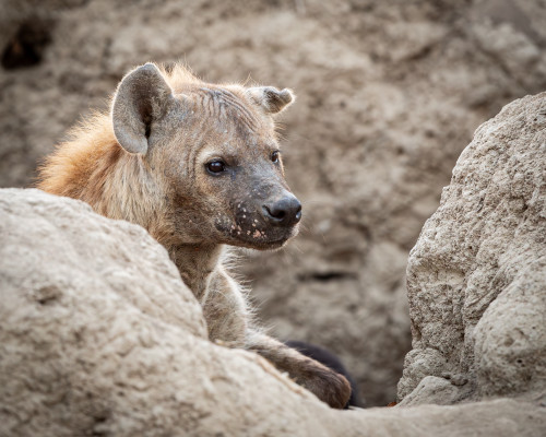 Scott kasden  k8i9774 1 hyena 2 lw27o4