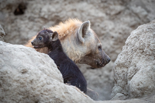 Scott kasden  k8i9778 2 hyenas 1 hq9kur