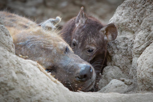 Scott kasden  k8i9863 2 hyenas 3 jzykye