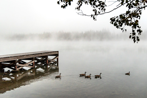 Geese at donner lake 1 kttqmh