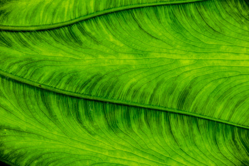 Edgyelephant ear 1 of 1 faimfa