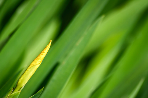 Zimg 4629ayellow iris 1 zypdut