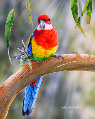 ジョアン・フックJOANNE HOOK 「CRIMSON ROSELLAS」 Crimson Rosellas - In the Dappled Light
