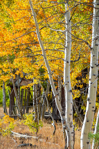 Shack in the aspens 17 kqtfnx
