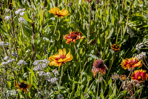 Aspen fall 31 mpi9vh