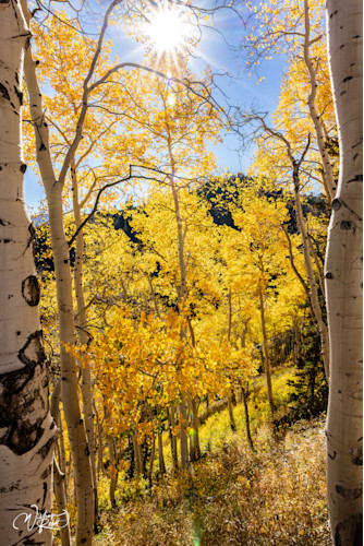 Aspen fall 29 ij8xva