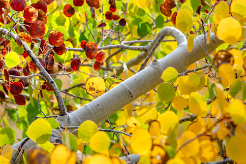 Autumn abstract 13 cfcenp