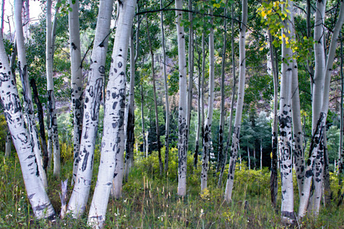 Aspen grove b4jfdv