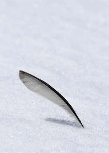 Snow feather xh0t7h