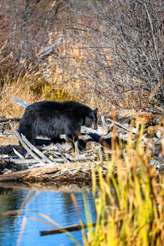Black bear at taylor creek 3 mymrit