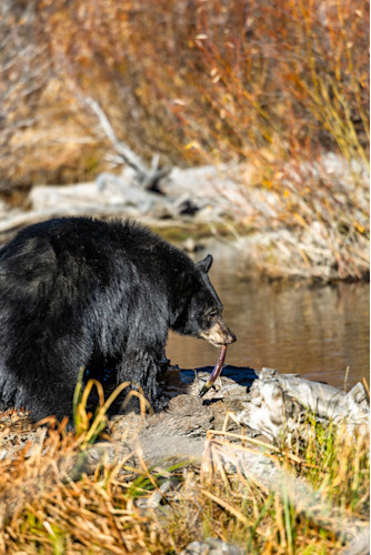 Black bear at taylor creek 7 qhbcdx