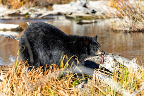 Black bear at taylor creek 5 hhjbzn