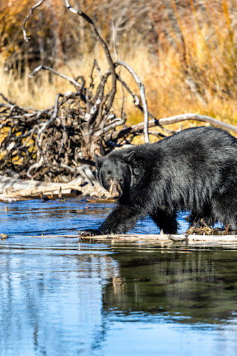 Black bear at taylor creek 4 v7gzel