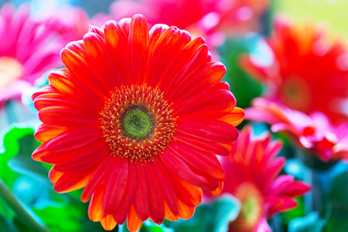 Gerbera  dd1 5814 davidd ltr lrg j73gtu