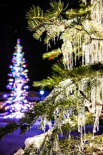 Snowy christmas tree in truckee 17 x6pcbw