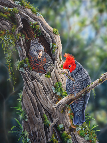 Happy home makers   gang gang cockatoos nkczkr