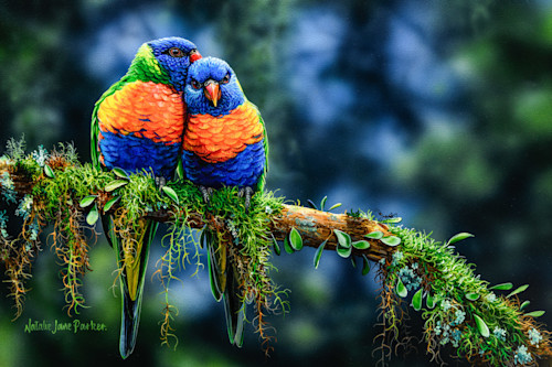 Morning snuggles   rainbow lorikeet natalie jane parker australian native wildlife lffbzb