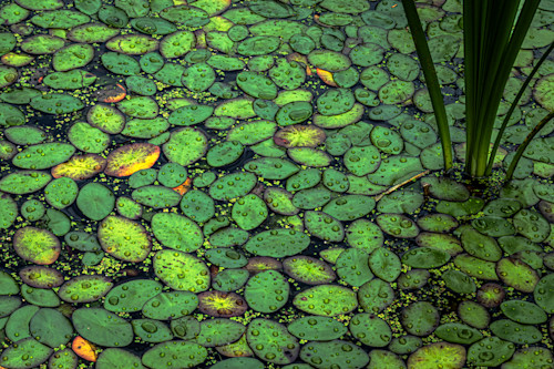 Lily pads 2 kyvyba