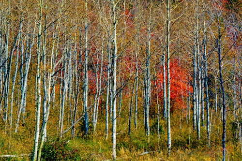 Aspen grove teton natl park 09262015 jhe 0189 gasqdp