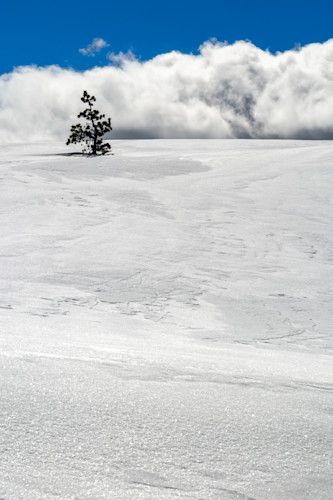 Summit tree 7 kqjfr5