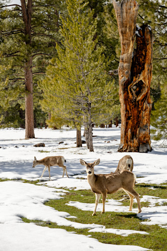 Truckee mule deer 1 yqdbr0