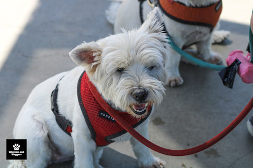 Dogpark pix 55 fzsl9v