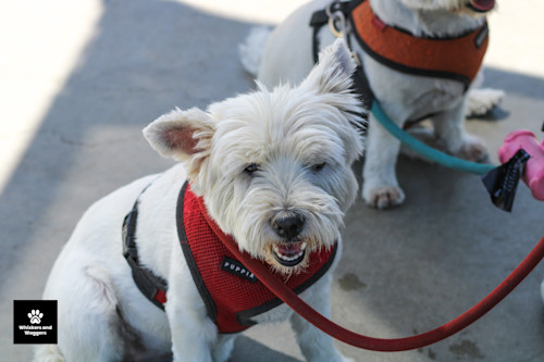 Dogpark pix 56 wtkmo7