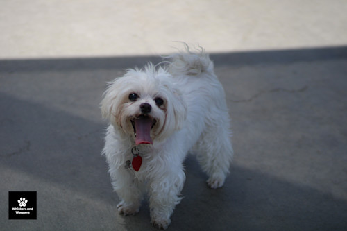 Dogpark pix 14 ke8qqs