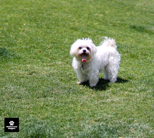 Dogpark pix 11 sxficm