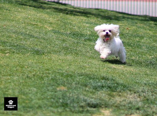 Dogpark pix 12 hoi7kg