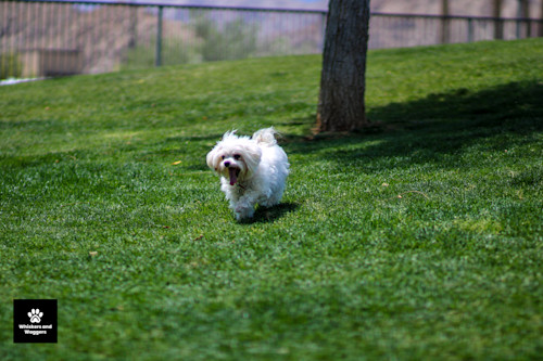 Dogpark pix 16 swzlcr