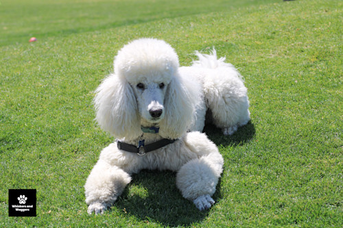 Dogpark pix 39 x5ydcr