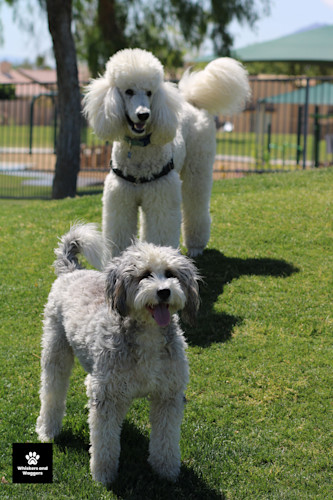 Dogpark pix 44 bt2r4h