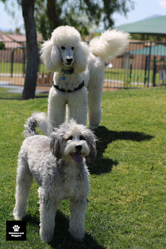 Dogpark pix 43 ncuai5