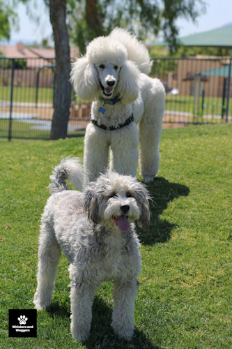 Dogpark pix 46 gof78a