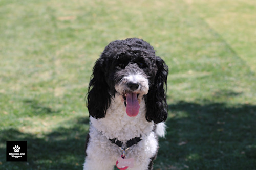 Dogpark pix 23 vwasng