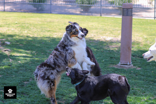 Dogpark pix 26 pnxzi0