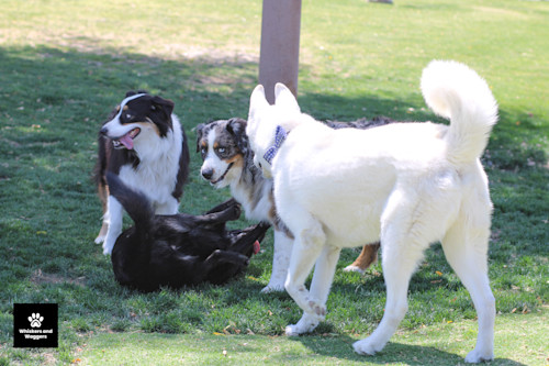 Dogpark pix 28 xysyia