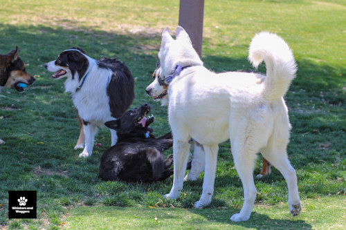 Dogpark pix 27 s4udir