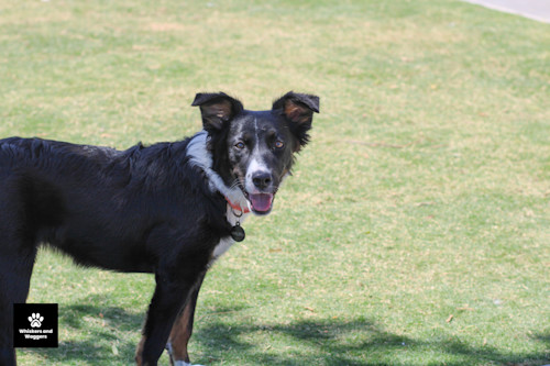 Dogpark pix 32 xb3y9c