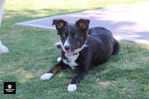 Dogpark pix 29 bktsu3