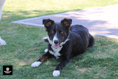 Dogpark pix 30 j5ilgc