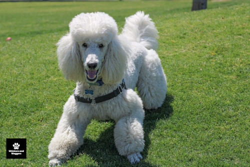 Dogpark pix 34 y7azhx