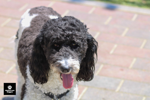 Dogpark pix 17 vc4id3